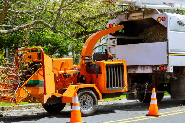Best Tree Cabling and Bracing  in Pembroke Pines, FL